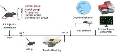 Low-intensity exercise combined with sodium valproate attenuates kainic acid-induced seizures and associated co-morbidities by inhibiting NF-κB signaling in mice